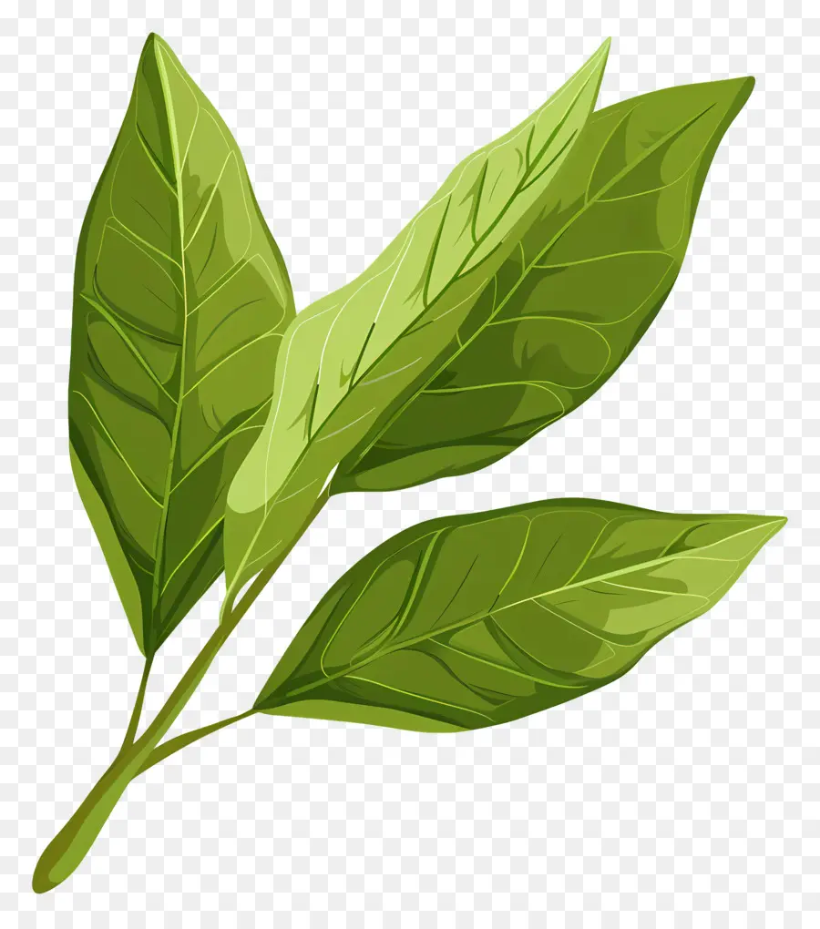 Daun Salam，Daun PNG