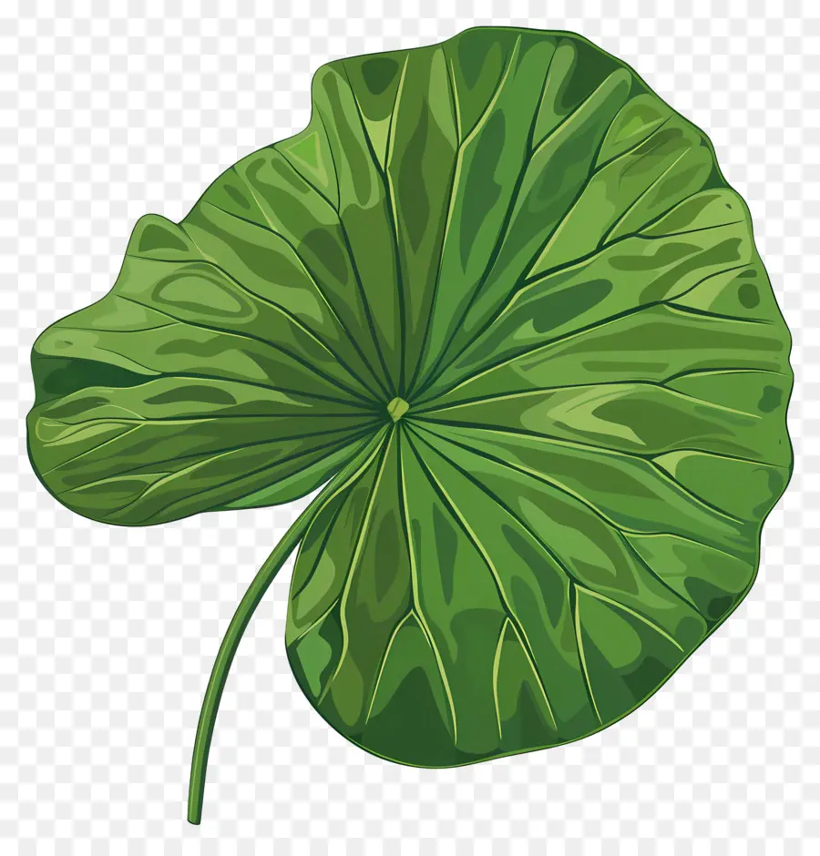 Daun Lily Air，Daun PNG