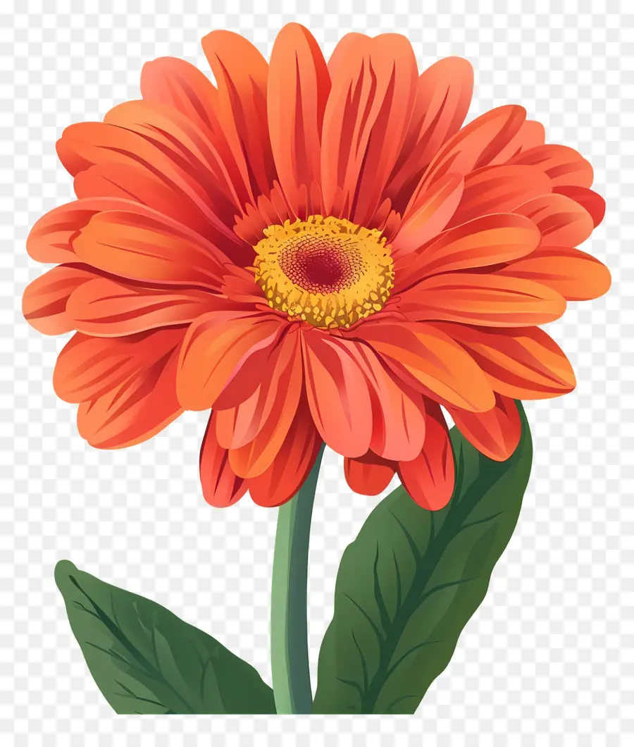 Bunga Gerbera Daisy，Orange Bunga PNG