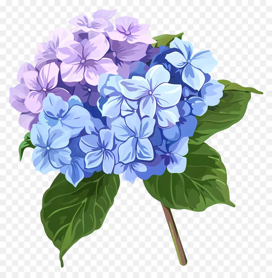 Bunga Hydrangea，Bunga Bunga Biru PNG