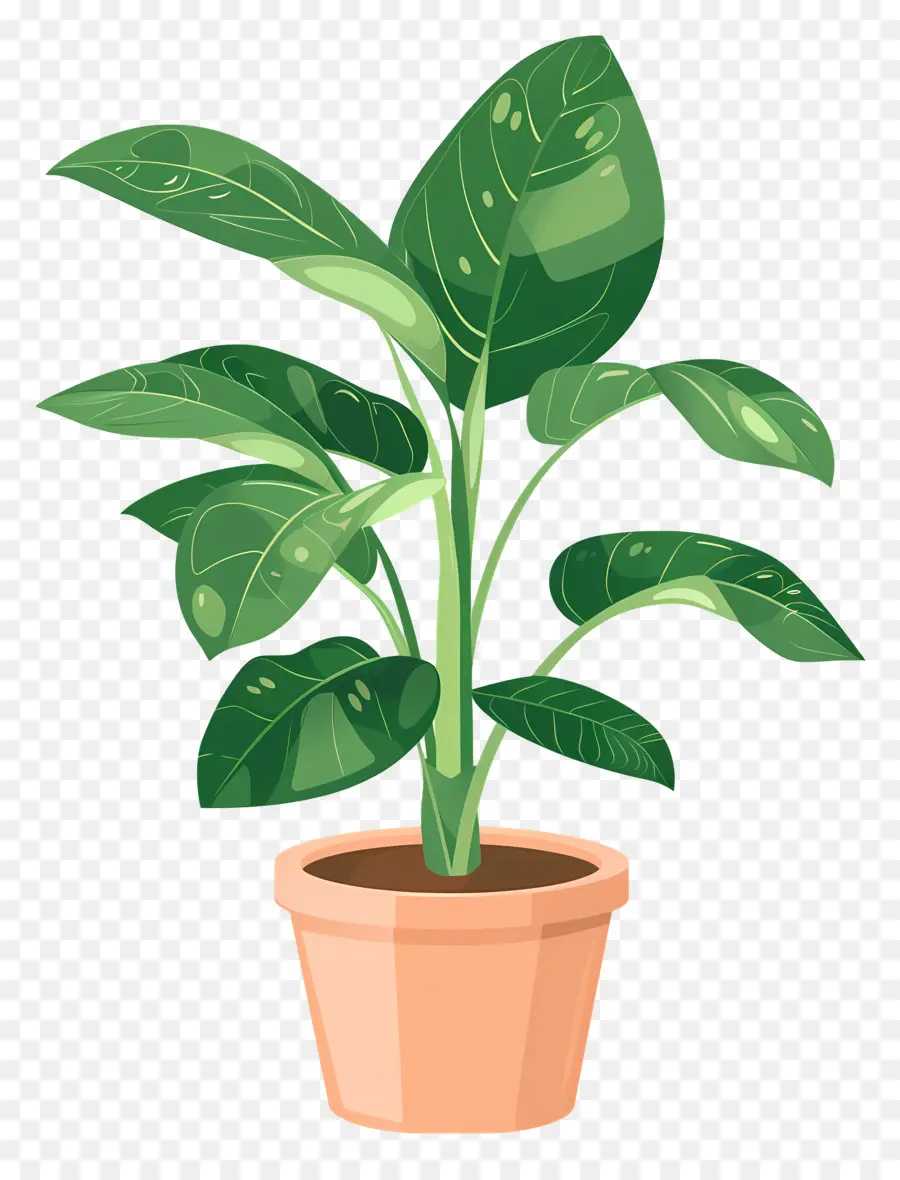 Tanaman Dalam Pot，Houseplant PNG