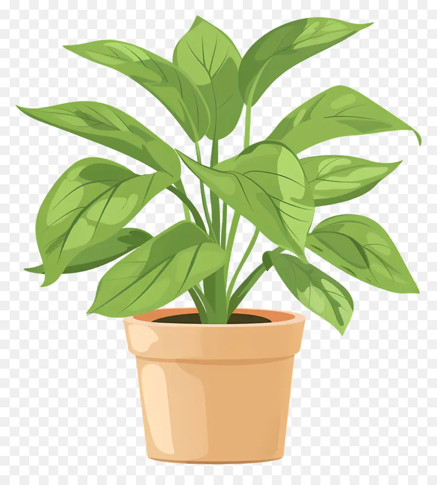 Tanaman Dalam Pot，Houseplant PNG