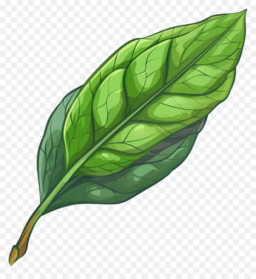 Daun Salam，Daun PNG