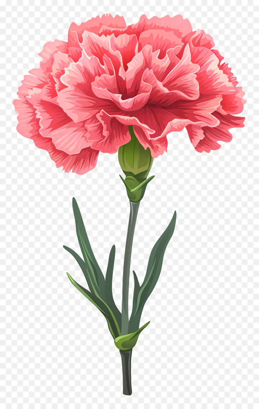 Bunga Anyelir，Anyelir Merah Muda PNG