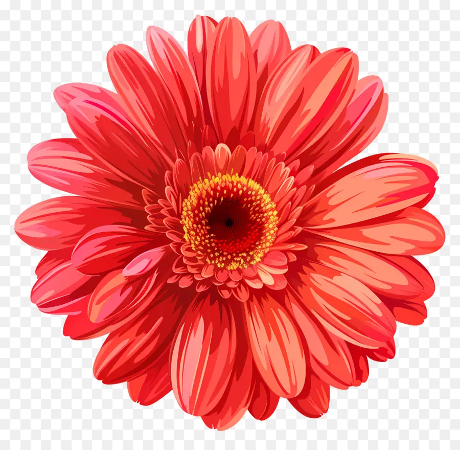 Bunga Gerbera Daisy，Bunga Merah Muda PNG