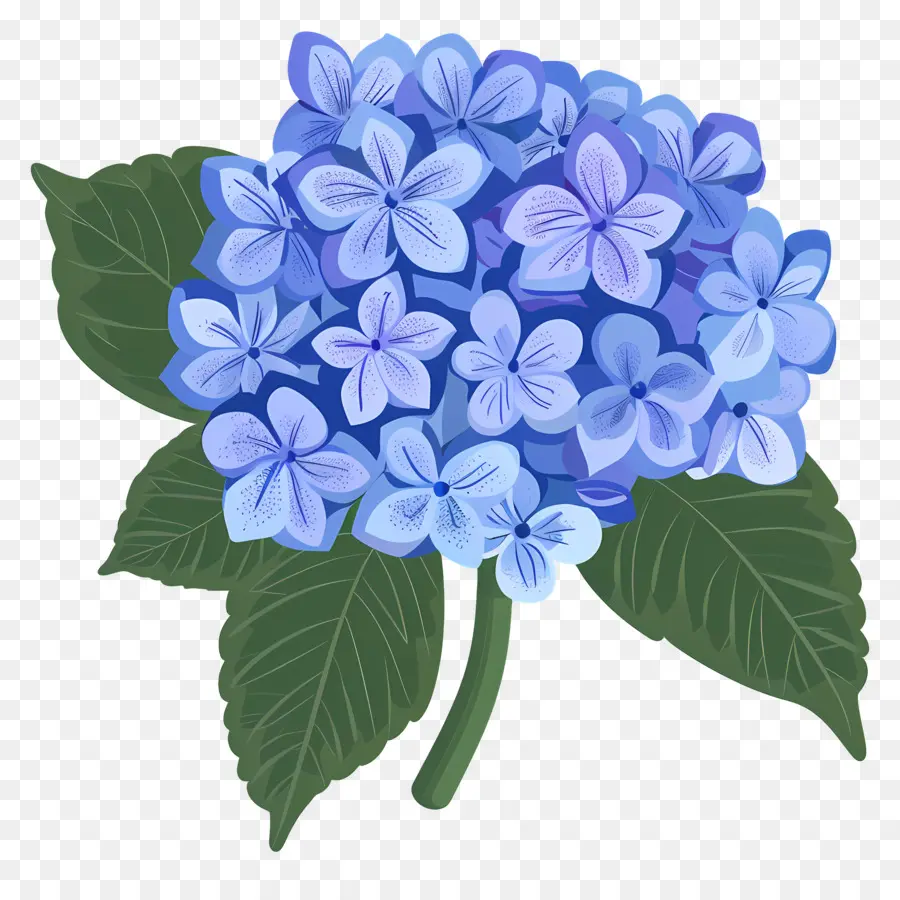 Bunga Hydrangea，Bunga Hydrangea Biru PNG