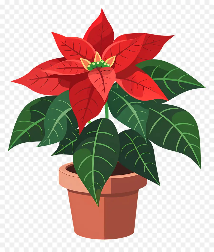 Poinsettia Dalam Pot，Poinsettia PNG