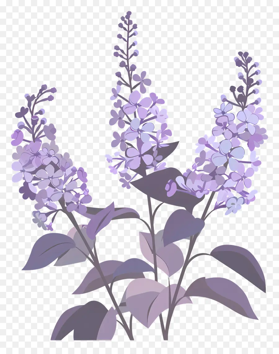 Lilac Estetika，Bunga Ungu PNG