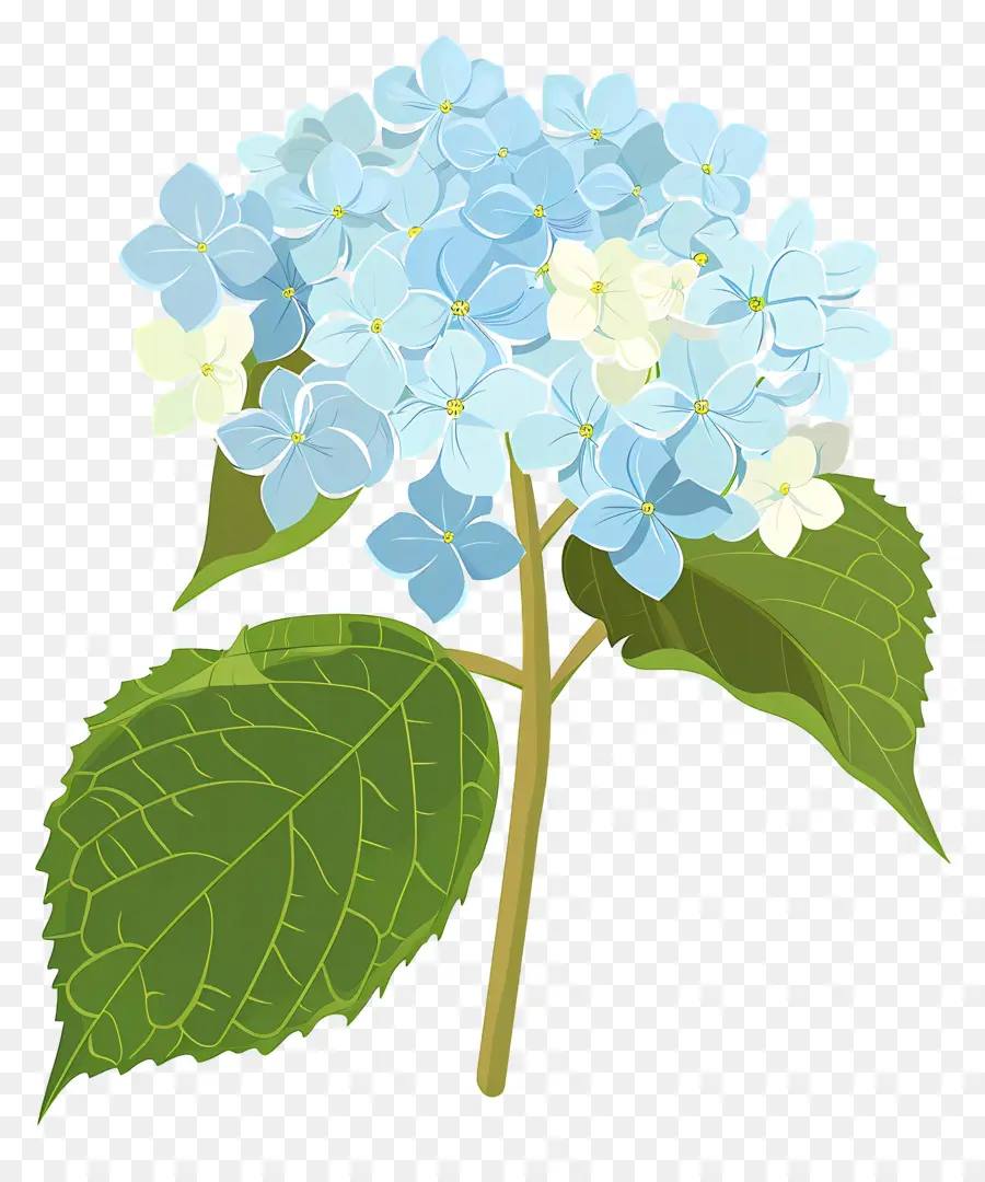 Bunga Hydrangea，Bunga Biru Dan Putih PNG