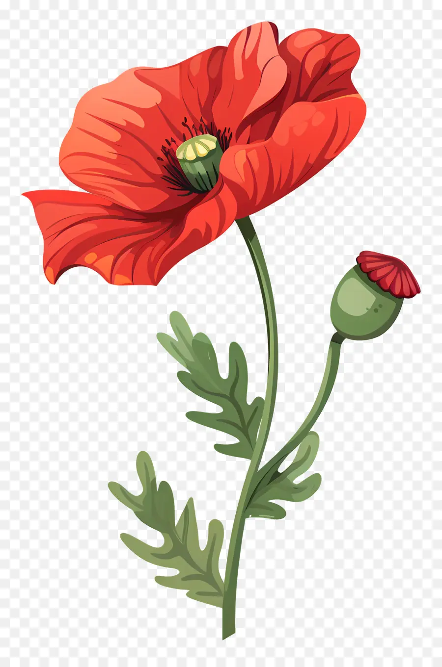 Poppy Bunga，Poppy Merah PNG