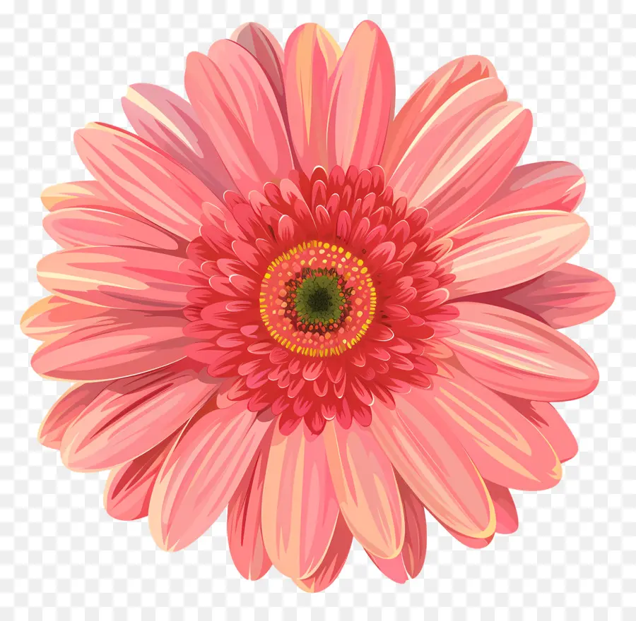 Bunga Gerbera Daisy，Bunga Merah Muda PNG