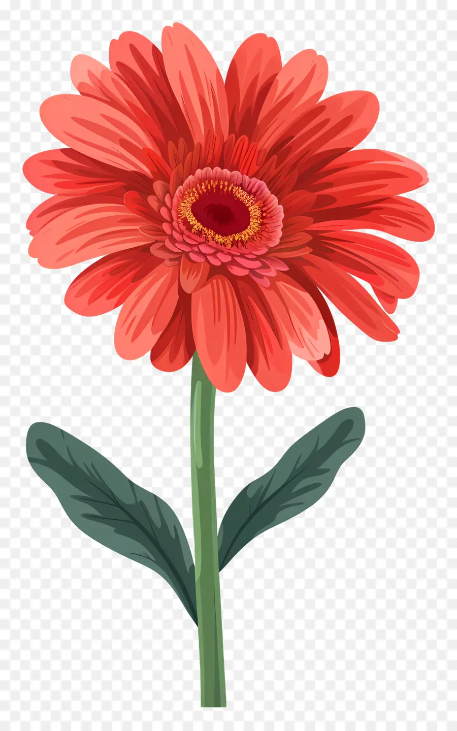 Bunga Gerbera Daisy，Bunga Gerbera PNG