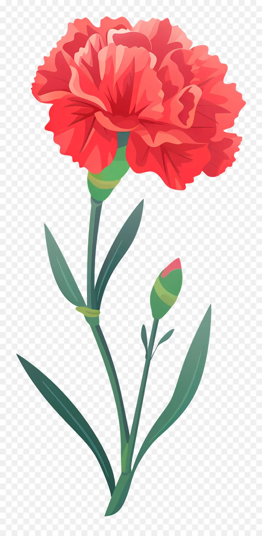 Bunga Anyelir，Anyelir Merah Muda PNG