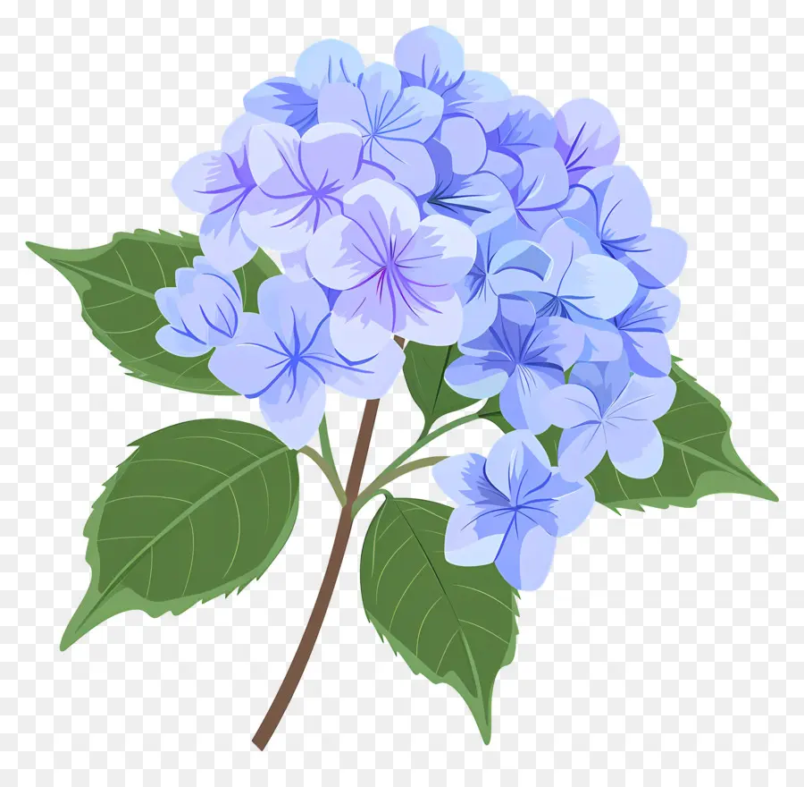 Bunga Hydrangea，Bunga Bunga Biru PNG