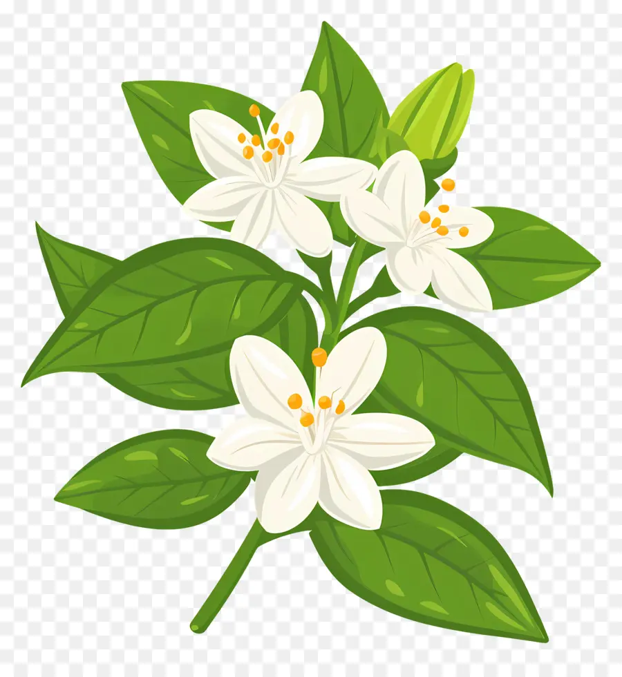 Bunga Melati，Tanaman Berdaun Hijau PNG