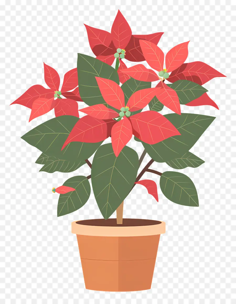 Poinsettia Dalam Pot，Poinsettia Merah PNG