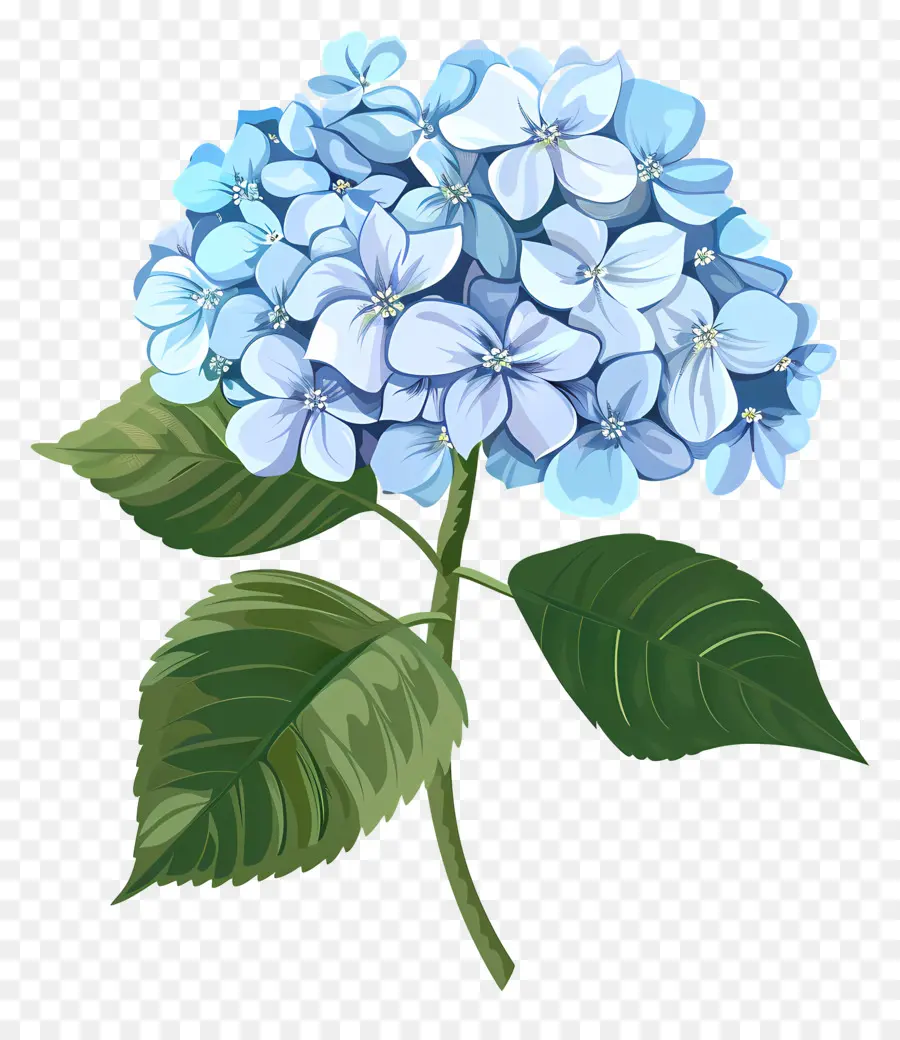 Bunga Hydrangea，Hydrangea Biru Muda PNG