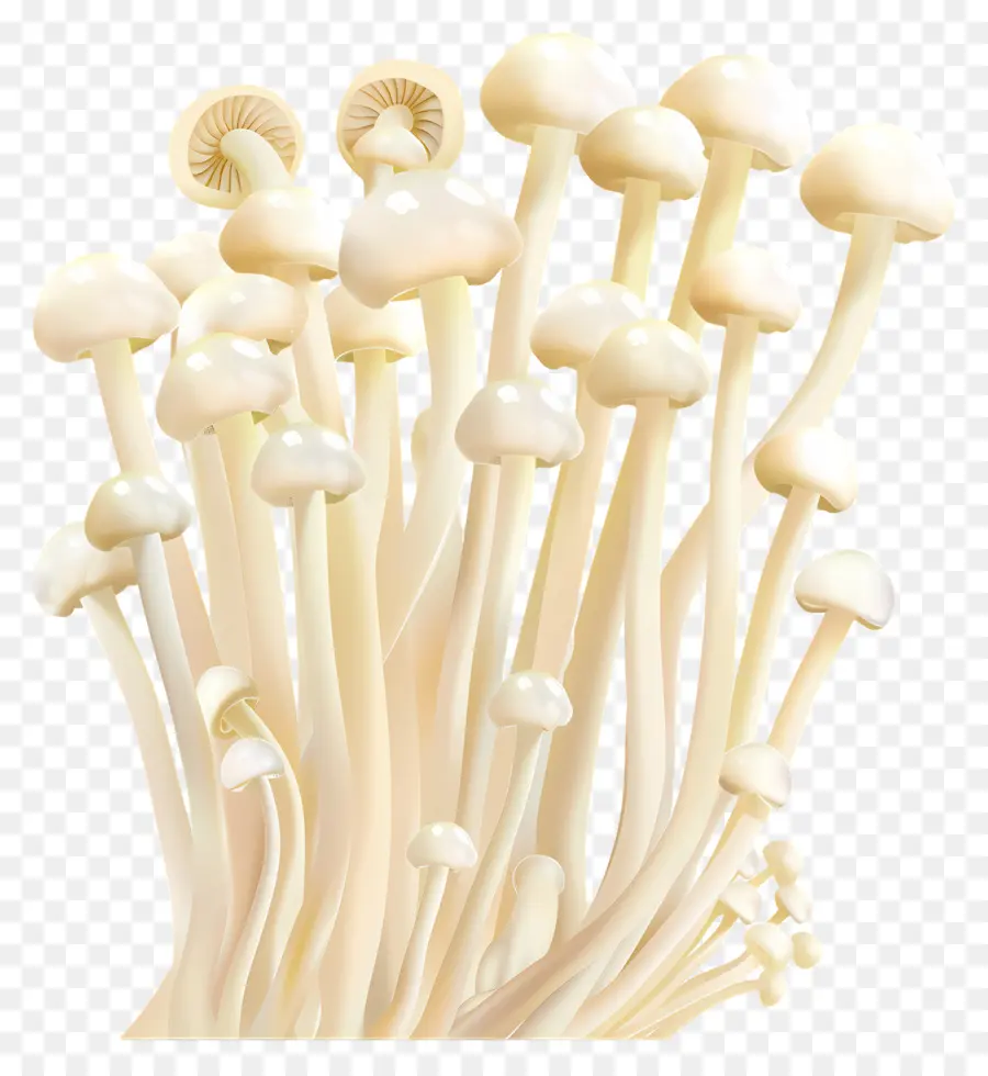 Jamur Enoki，Jamur PNG