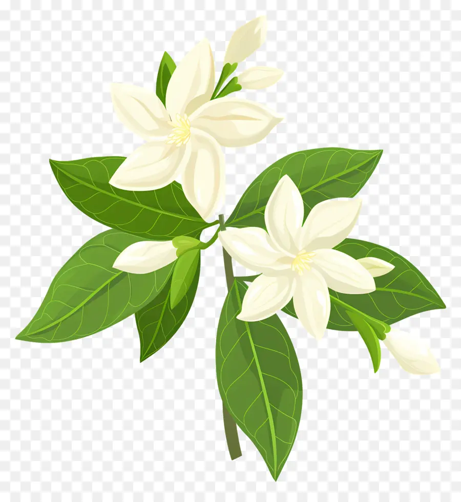 Bunga Melati，Bunga Putih PNG