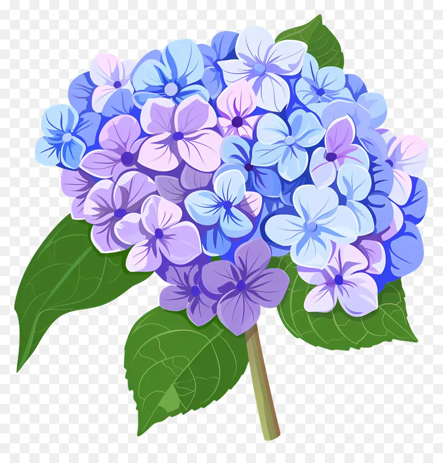 Bunga Hydrangea，Bunga Biru Dan Ungu PNG