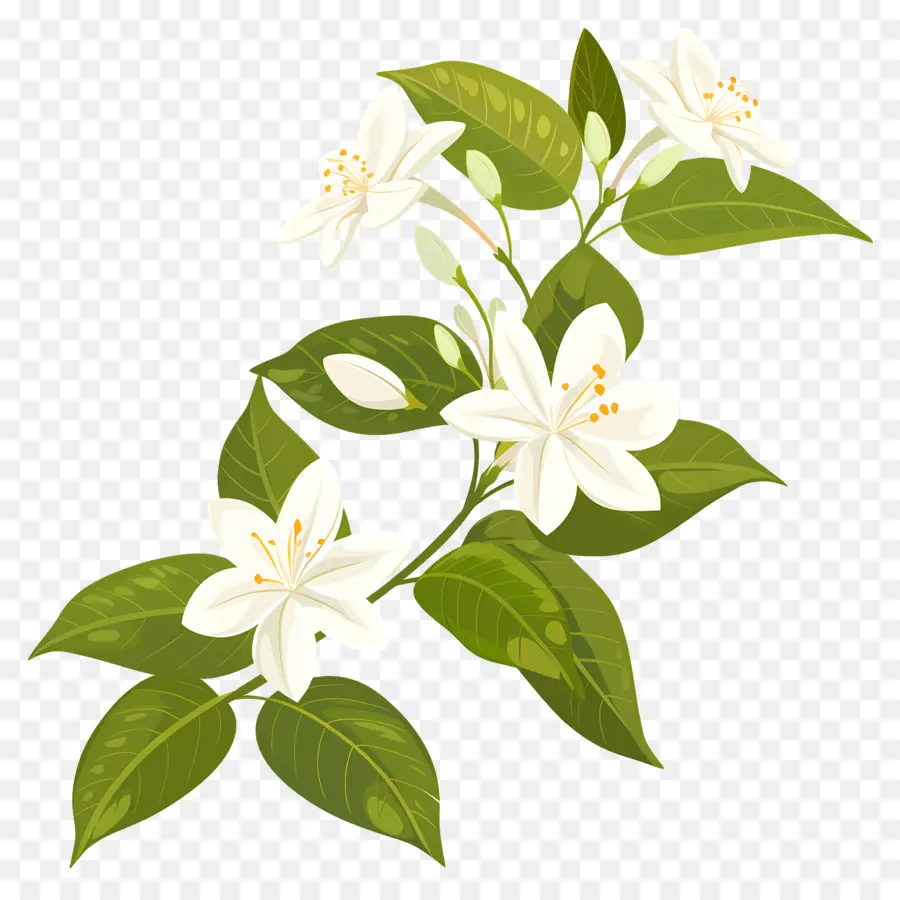 Bunga Melati，Putih PNG