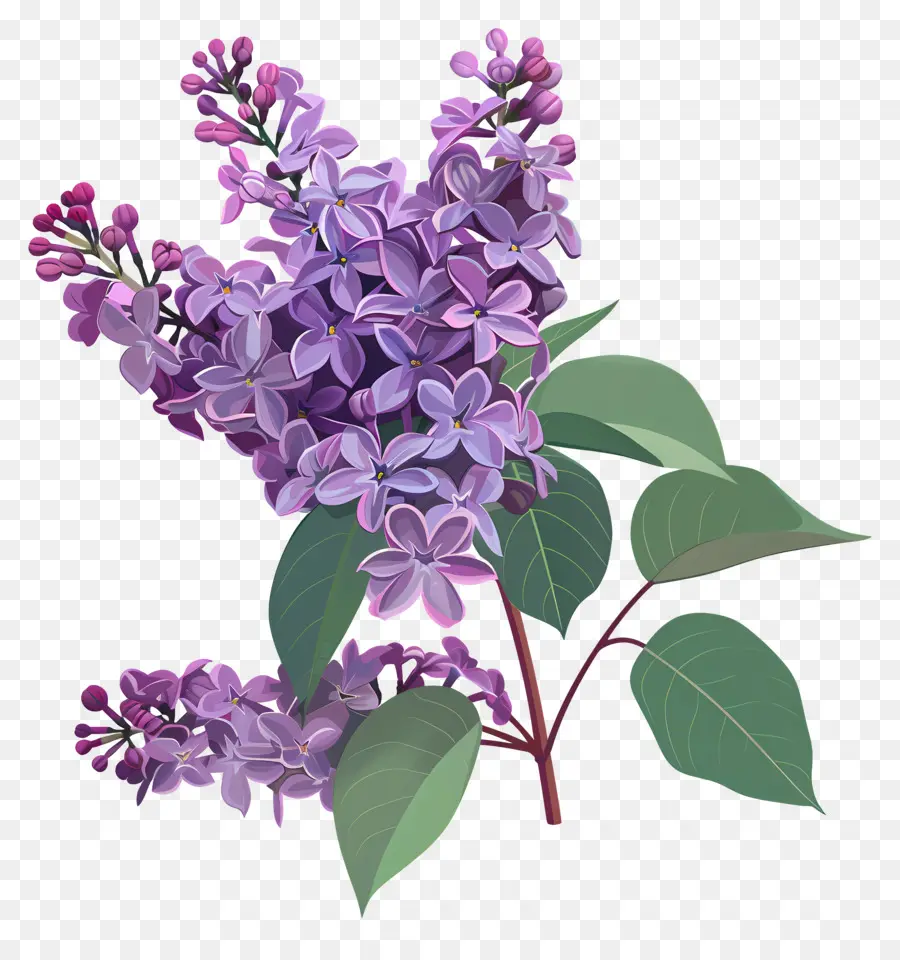 Lilac Estetika，Bunga Ungu PNG