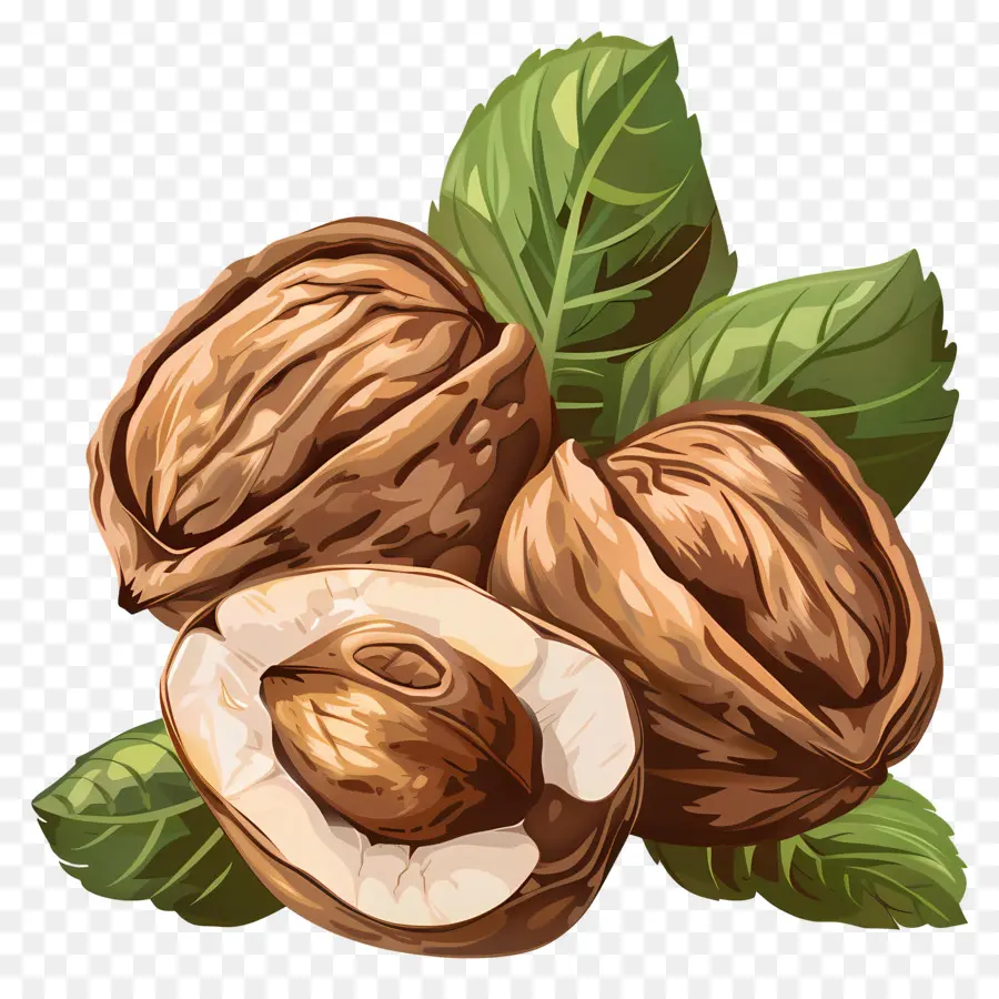 Kacang Kacangan，Hazelnut PNG