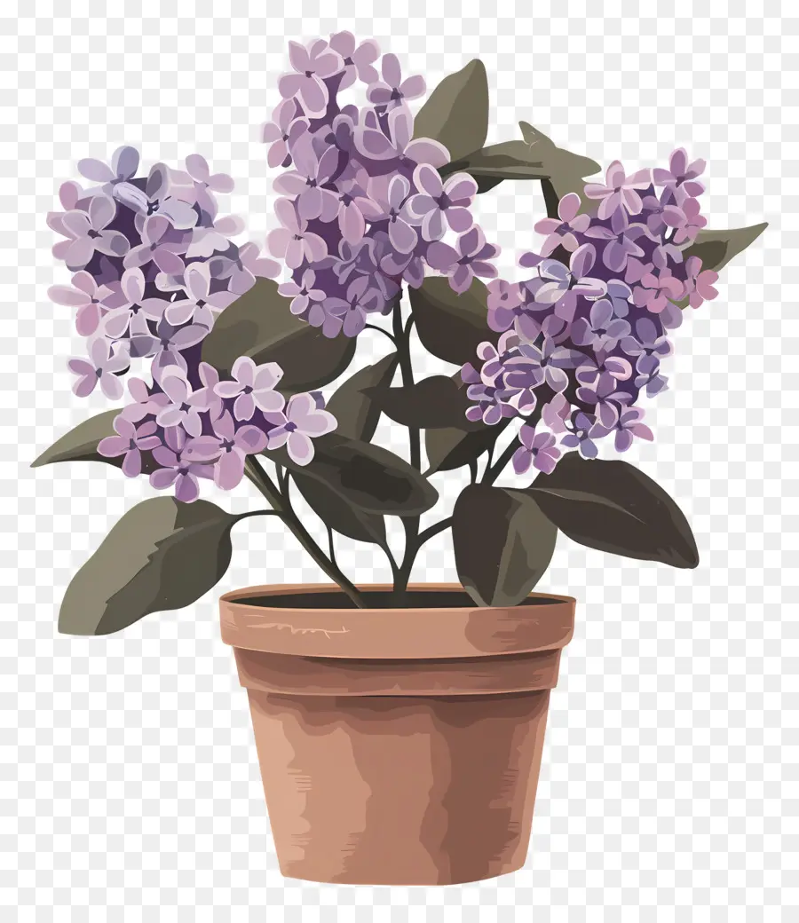 Lilac Estetika，Bunga Lila PNG
