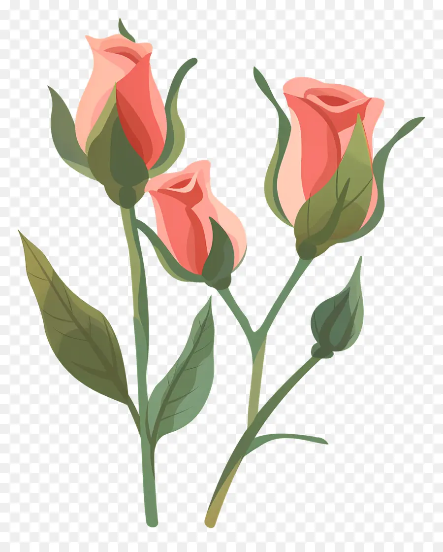 Kuncup Mawar，Mawar Merah Muda PNG