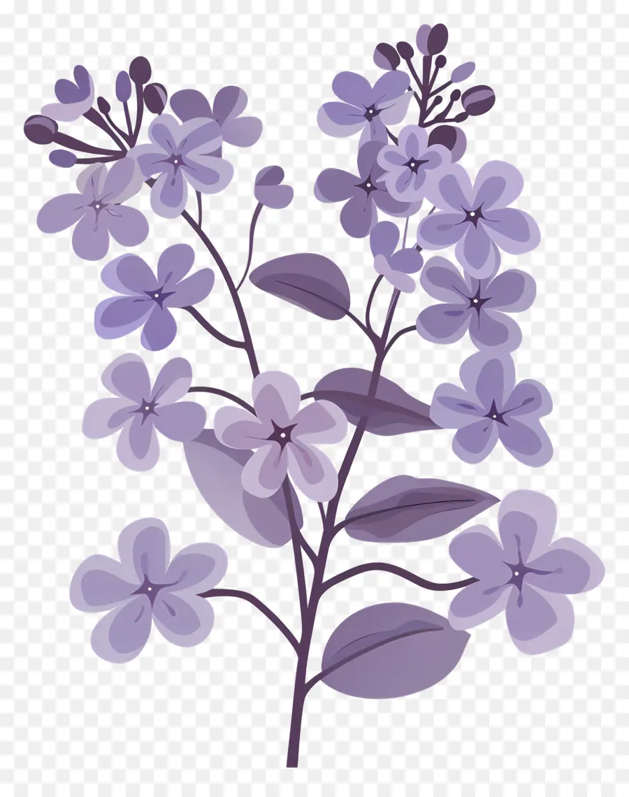 Lilac Estetika，Bunga Bunga Ungu PNG