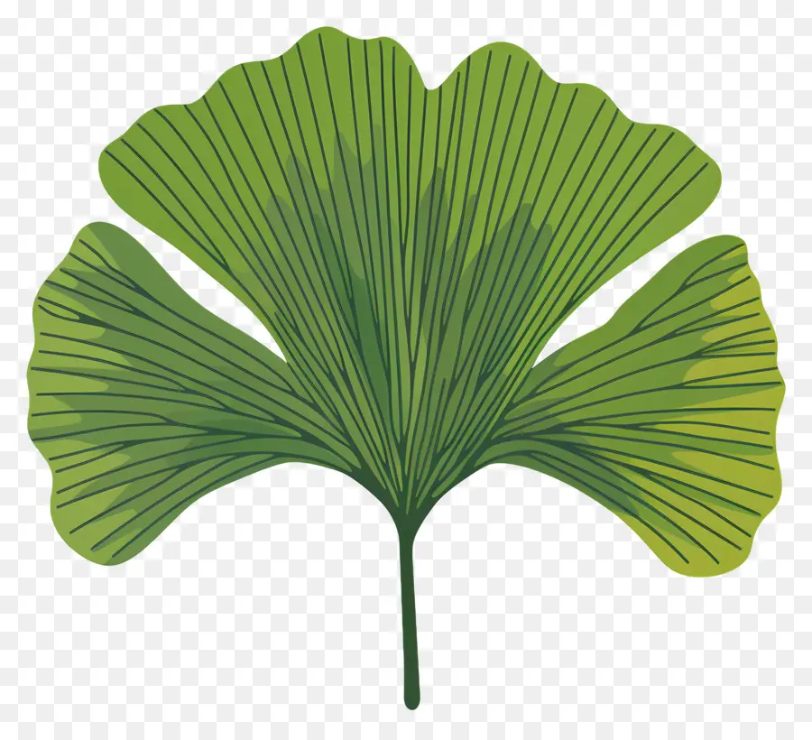 Ginkgo Daun，Hijau Daun PNG