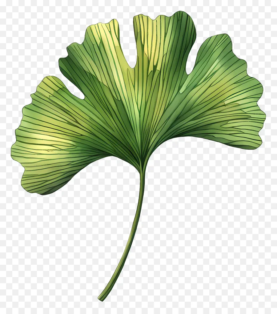 Daun Ginkgo，Daun PNG