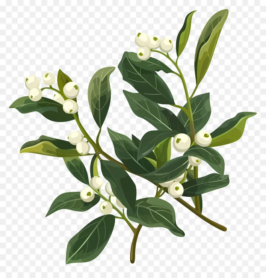 Holly Mistletoe，Cabang Kayu Putih PNG