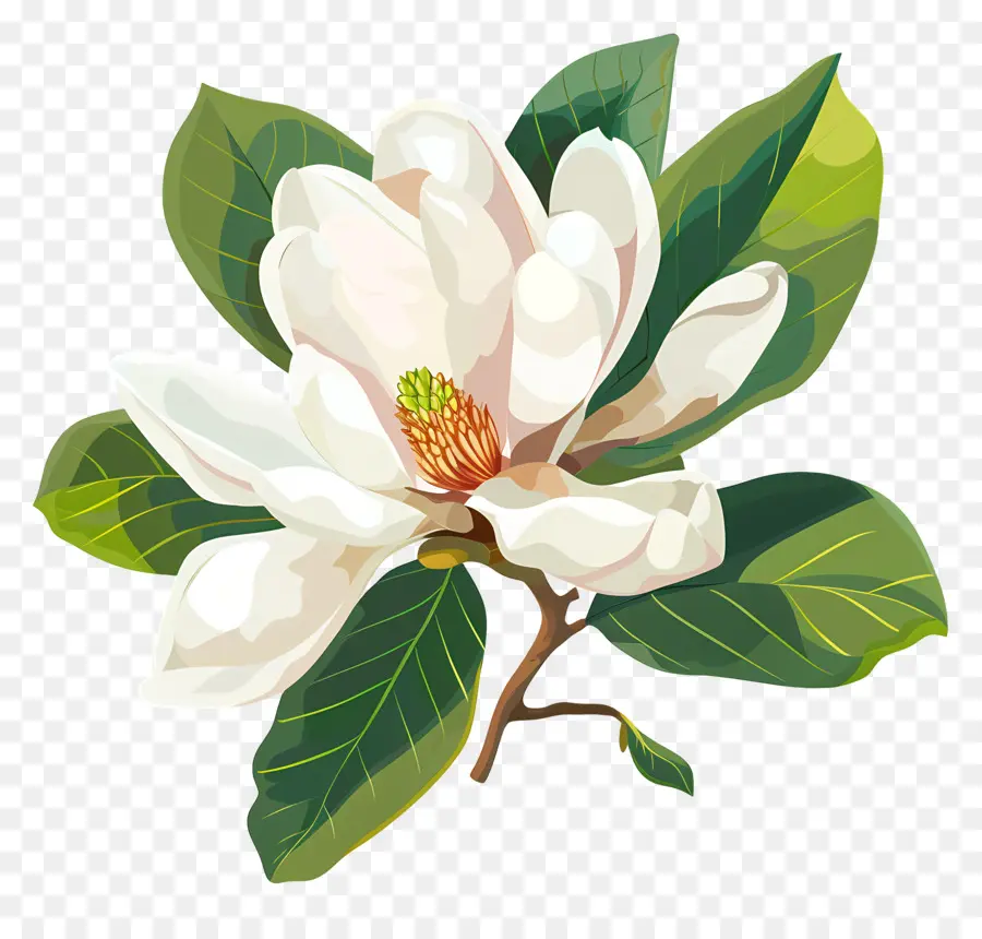 Bunga Magnolia，Bunga Mallow Putih PNG