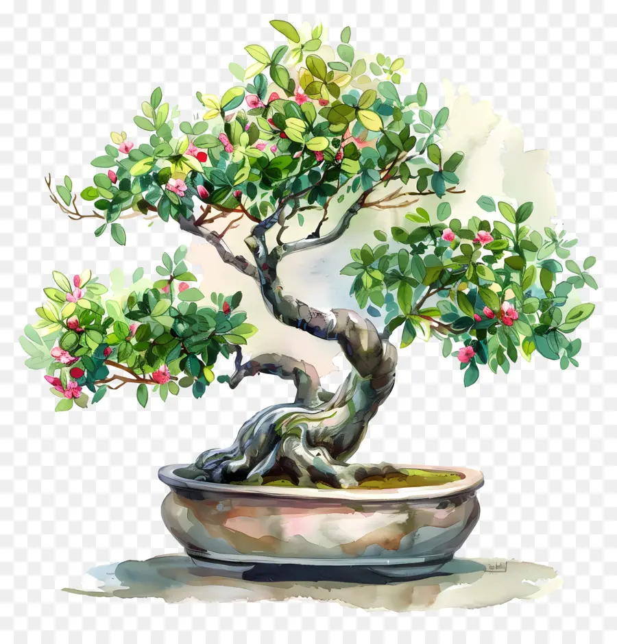 Pohon Bonsai，Bonsai PNG