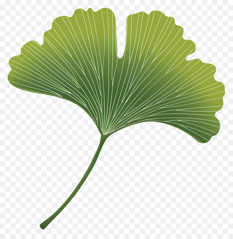 Ginkgo Daun，Hijau Daun PNG