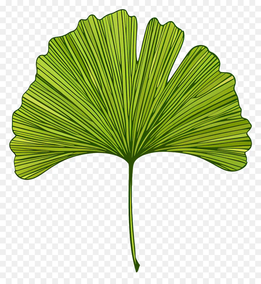 Ginkgo Daun，Ginkgo Biloba PNG