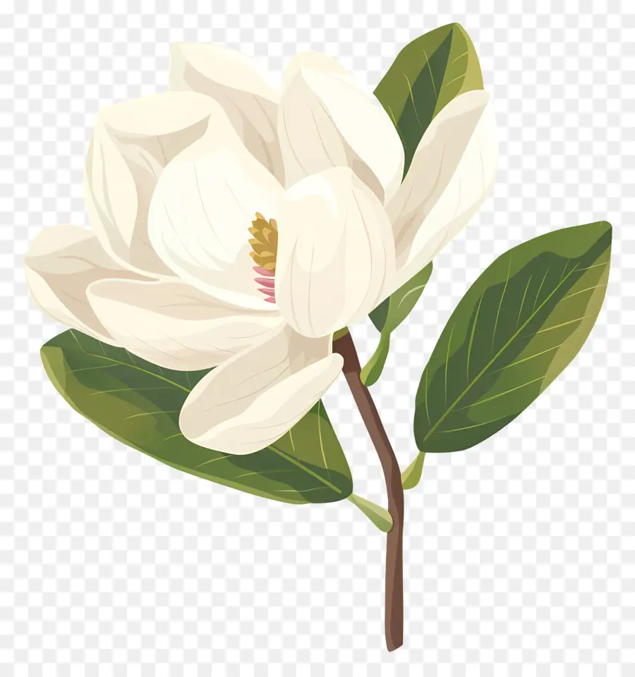 Bunga Magnolia，Bunga Putih PNG