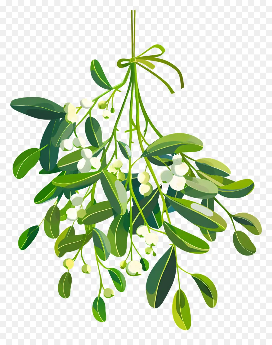 Menggantung Mistletoe，Mistletoe PNG