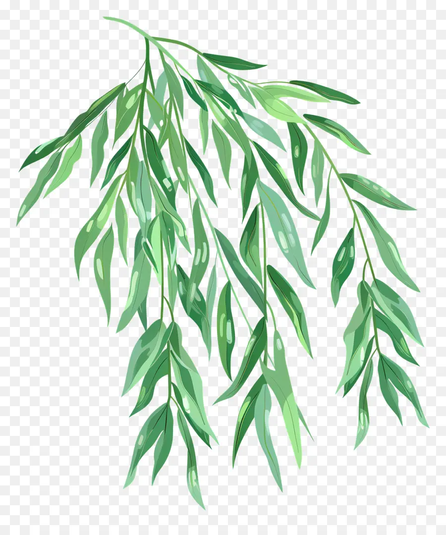 Daun Willow，Daun Hijau PNG