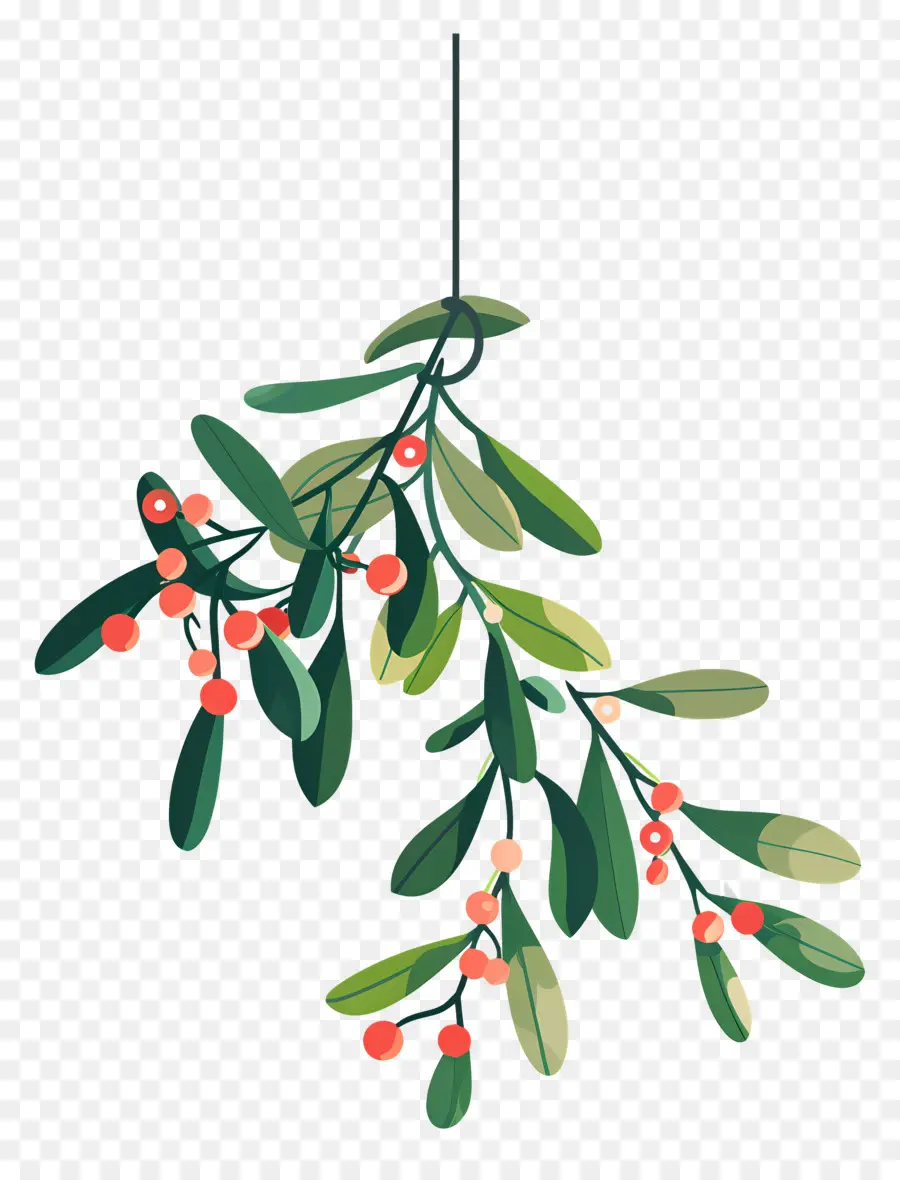 Benalu Gantung，Mistletoe PNG