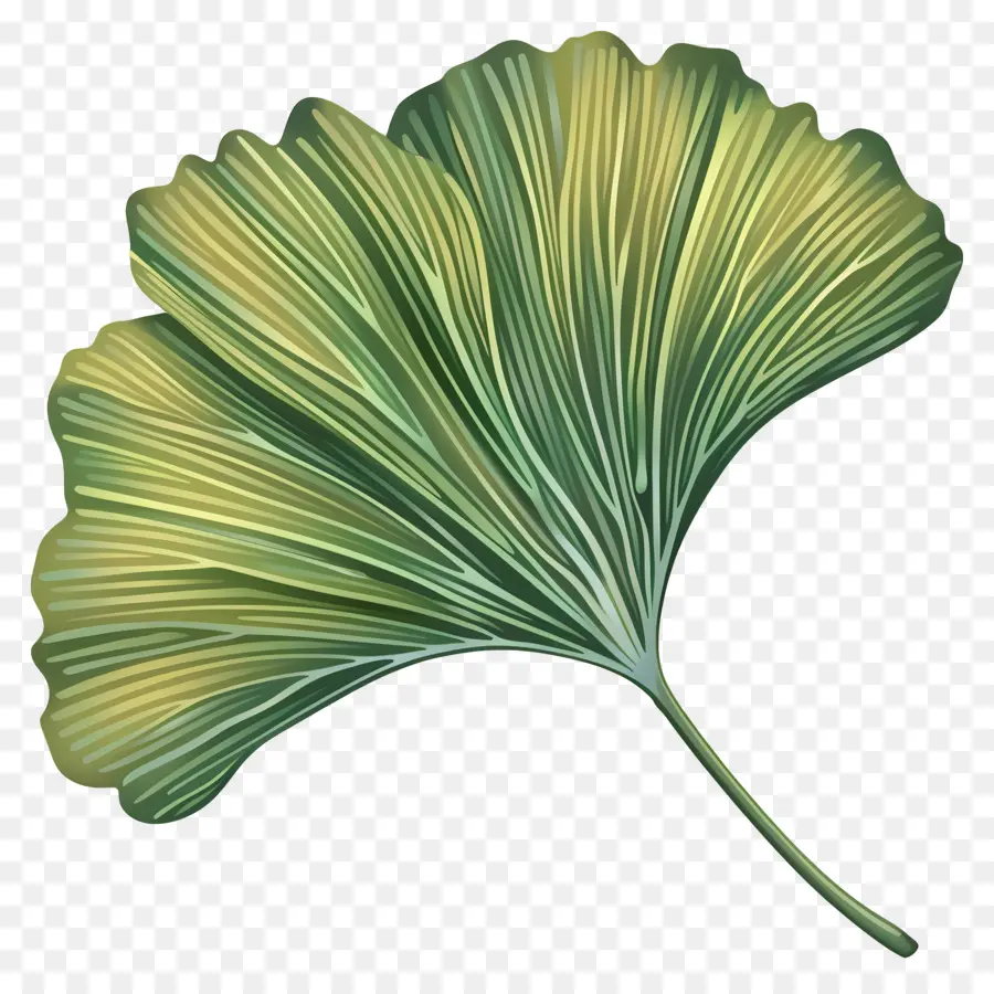 Ginkgo Daun，Ginkgo Biloba PNG