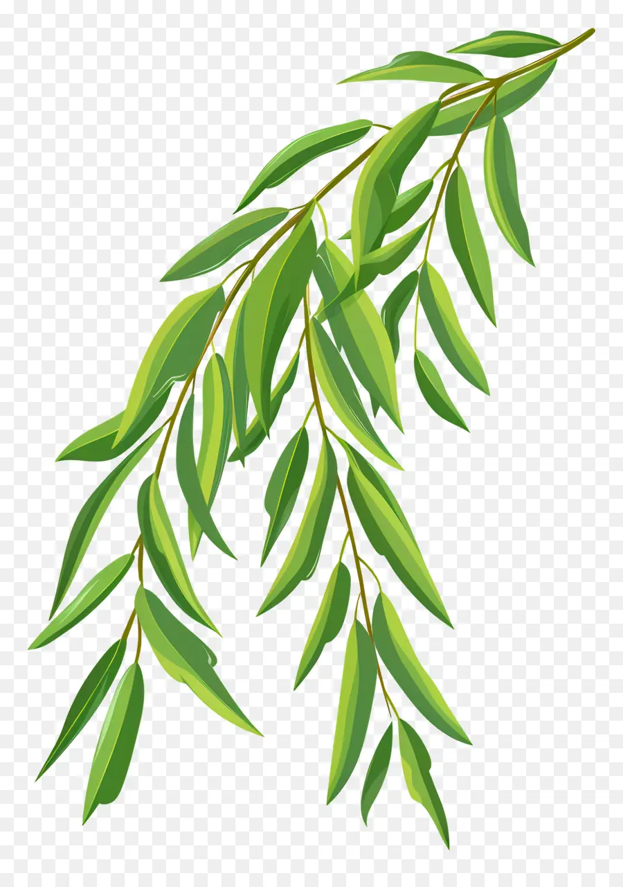 Daun Willow，Daun Hijau PNG