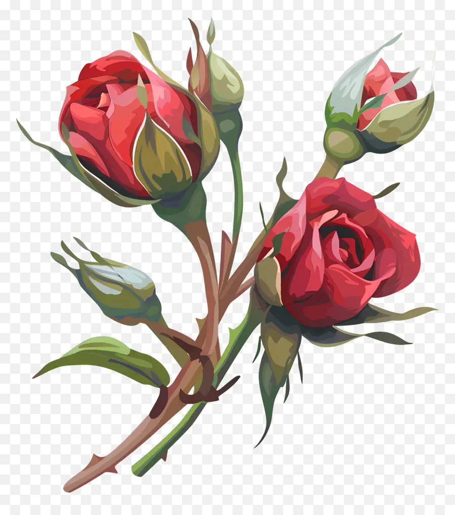 Kuncup Mawar，Mawar Merah PNG