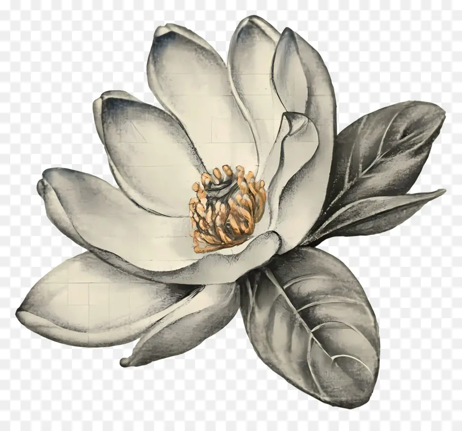 Bunga Magnolia，Hitam Dan Putih Ilustrasi PNG