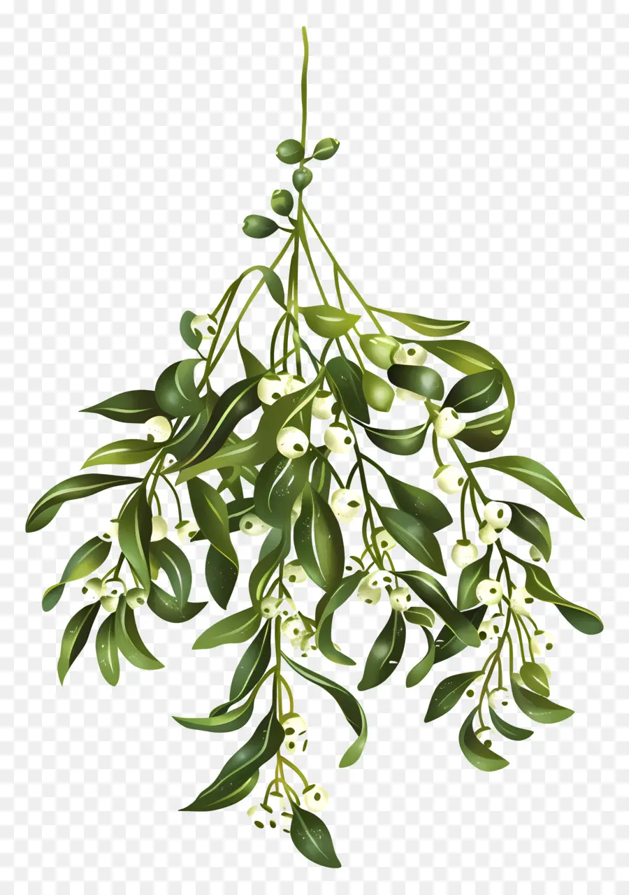 Menggantung Mistletoe，Pot Tanaman PNG