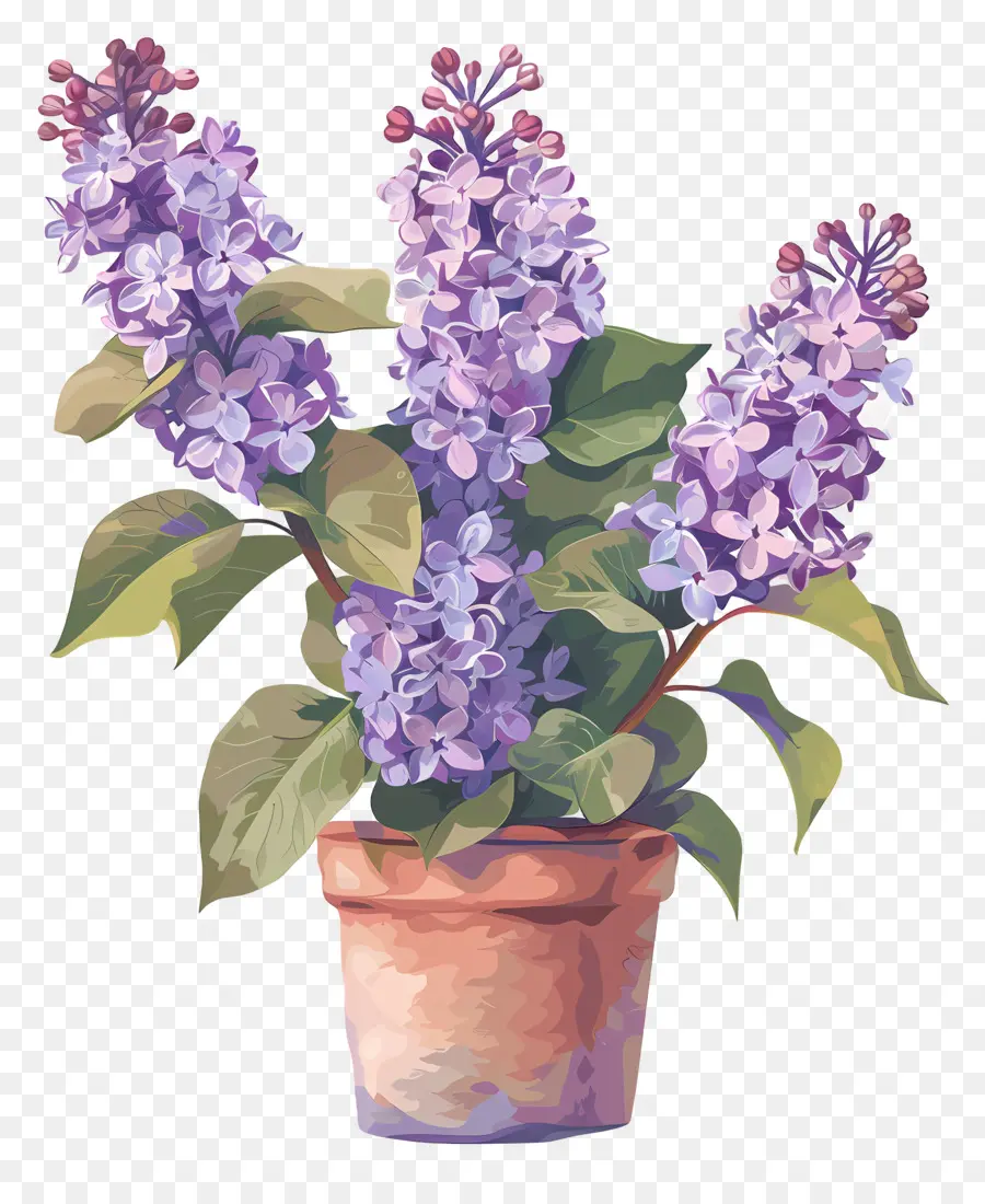 Ungu Estetika，Lilac Ungu PNG