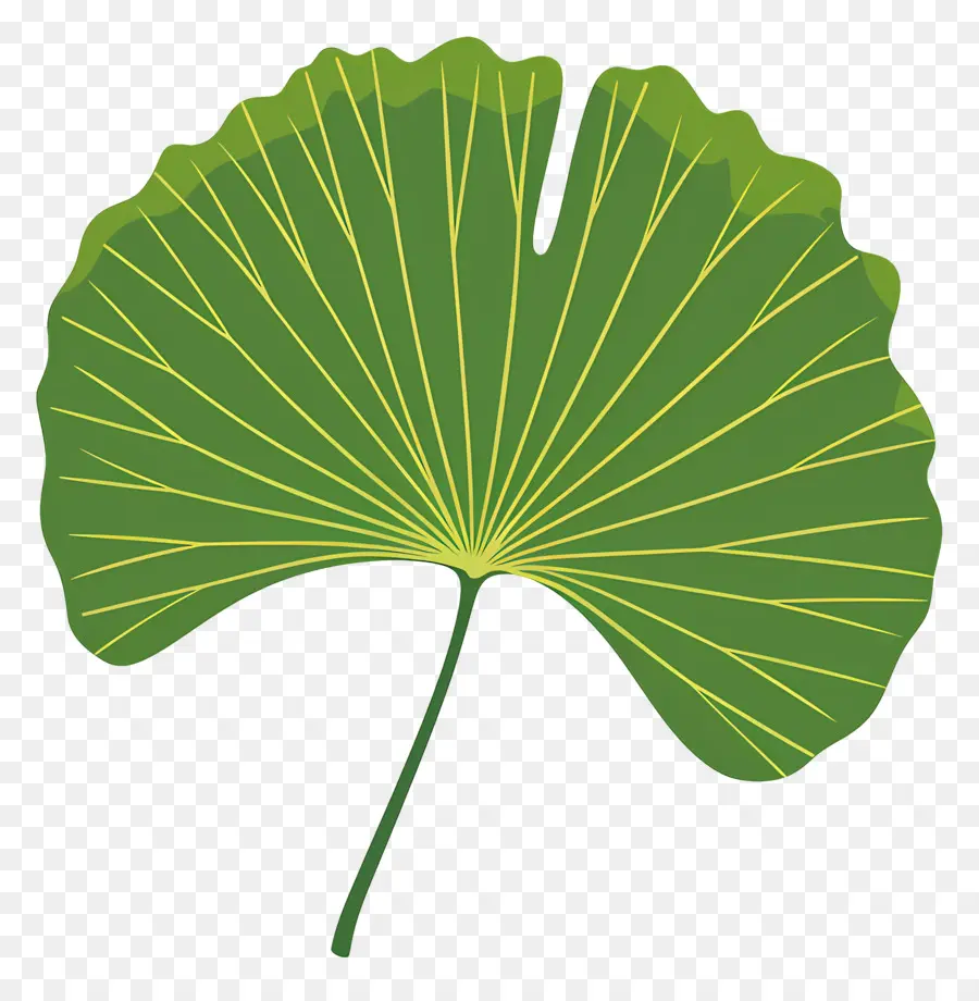 Daun Ginkgo，Daun PNG