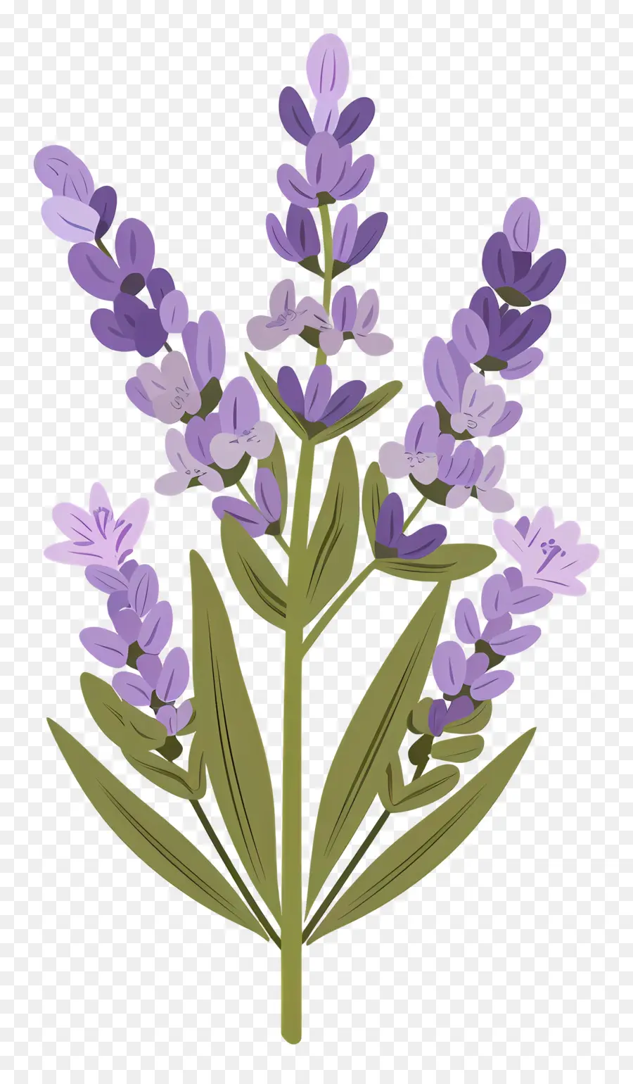 Bunga Lavender，Warna Lembayung Muda PNG