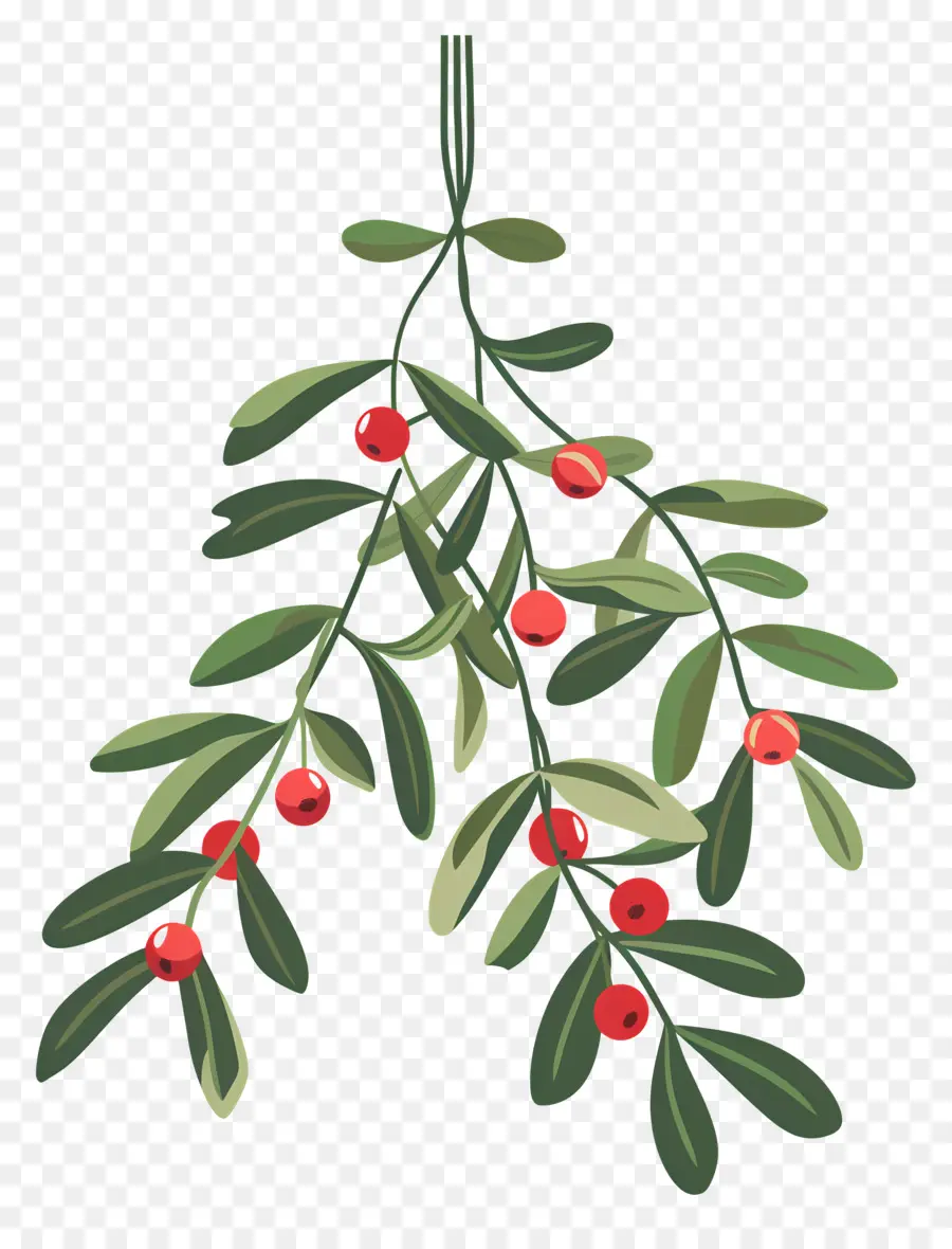 Menggantung Mistletoe，Buah Merah PNG